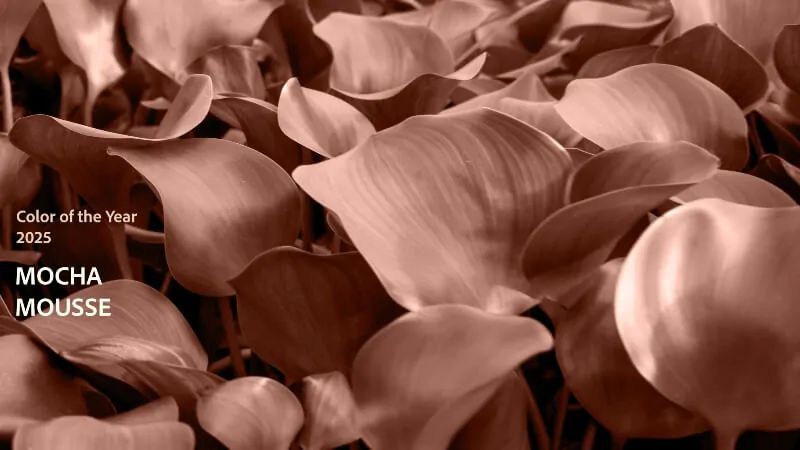 Unveiling the Pantone Color of the Year 2025: Explore Its Extraordinary Power to Transform Fashion and Design with Vibrant Emotion